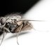 Illustration for article titled Shooting Challenge: Bugs Gallery (Part 3)